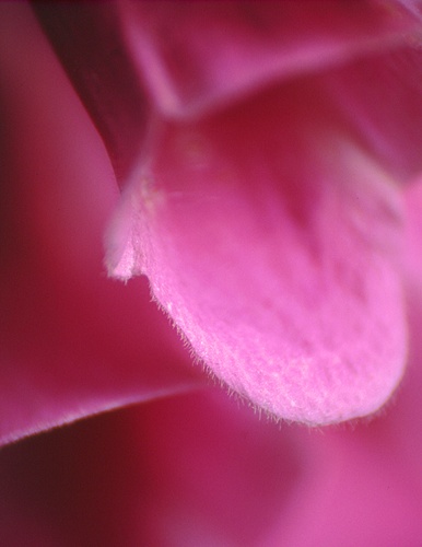 Flowers : Foxglove close-up