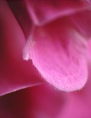 Foxglove close-up image ref 10043