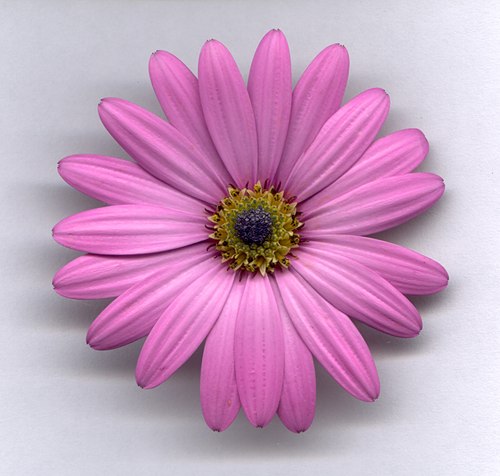 Flowers : Pink Osteospermum