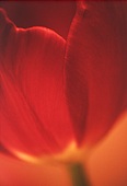 Red Tulip image ref 10027