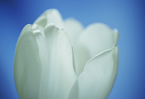 Flowers : White Tulip
