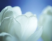 White Tulip image ref 10030