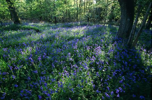 The New Forest : Bluebells in Roydon Wood near Brockenhurst