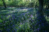 Bluebells in Roydon Wood near Brockenhurst image ref 10053