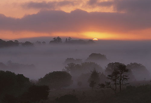 The New Forest : Sunrise at High Corner in the New Forest