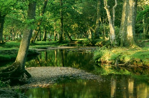 The New Forest : Oberwater in Summer