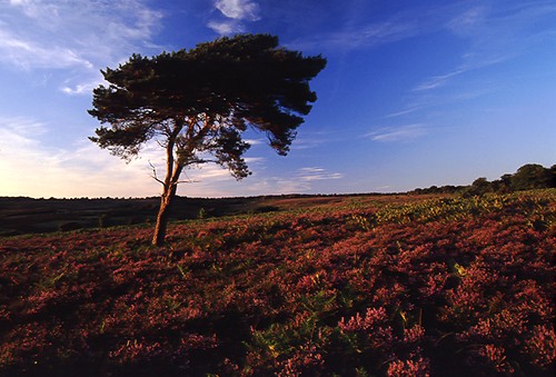The New Forest : Pine tree on heathland in evening light