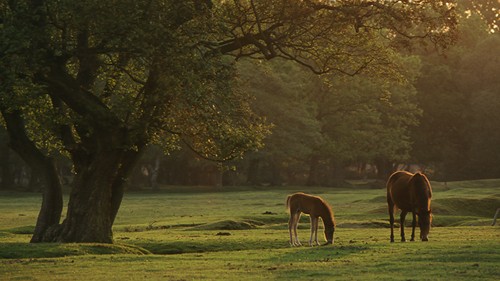 The New Forest : New Forest pony and foal at Longwater Lawn