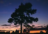 Pine Tree silhouette image ref 10061