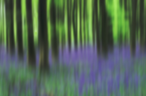 Other Images : Bluebell abstract