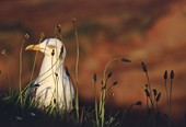 Herring Gull and Plantain image ref 10065