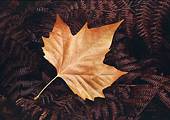 Maple leaf on wet bracken image ref 10001