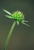 Scabious seed image ref 10069