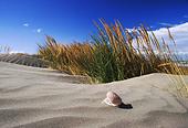 Shell on sand dune image ref 10042