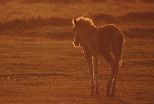 The New Forest : Back-lit New Forest foal