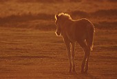 Back-lit New Forest foal image ref 10062